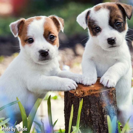 01honden1.jpg